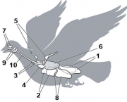 caracteristicas-dos-pulmoes-5