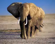elefantes-comuns-1
