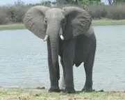 elefantes-comuns-2