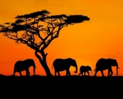 no-dia-a-dia-do-safari-e-imprescindivel-alguns-itens-2
