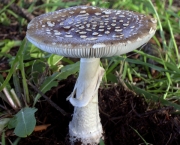 cogumelo-amanita-1