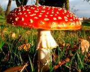 cogumelo-amanita-3