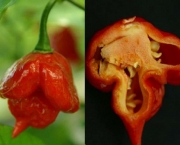 moruga-vermelha-3