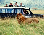 no-dia-a-dia-do-safari-e-imprescindivel-alguns-itens-4