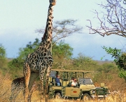 no-dia-a-dia-do-safari-e-imprescindivel-alguns-itens-6