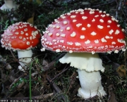 cogumelo-amanita-4