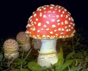 cogumelo-amanita-5
