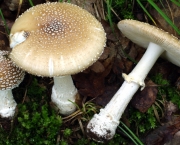 cogumelo-amanita-6