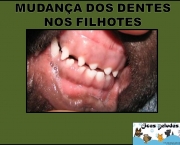 dentes-03