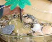 tartarugas-2