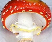 amanita-muscaria-1