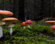 amanita-muscaria-2
