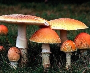 amanita-muscaria-3