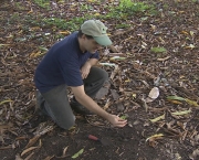 animais-da-megafauna-brasileira-foram-fundamentais-para-fertilizar-o-solo-da-amazonia-1