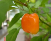 pimenta-de-cheiro-1