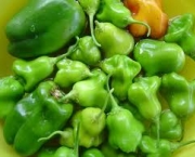 pimenta-de-cheiro-2