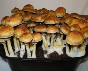 psilocybe-cubensis-1