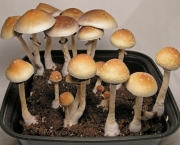 psilocybe-cubensis-2