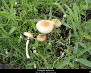 Psilocybe cubensis