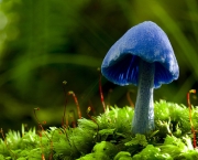 entoloma-hochstetteri-2