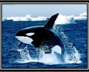 a-baleia-e-as-suas-principais-caracteristicas-5