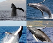 a-baleia-e-as-suas-principais-caracteristicas-7