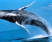 a-baleia-e-as-suas-principais-caracteristicas-9