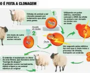 a-clonagem-da-ovelha-dolly-7