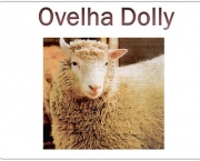 a-clonagem-da-ovelha-dolly-2