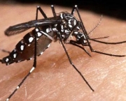 a-dengue-mata-e-quais-sao-os-tipos-de-dengue-2