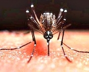 a-dengue-mata-e-quais-sao-os-tipos-de-dengue-4