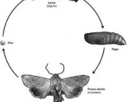 a-fase-da-lagarta-3