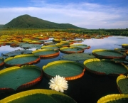 Flor da Vitória Régia no Pantanal Matogrossense, Brasil (Vitória