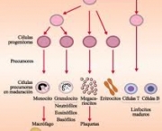 a-medula-ossea-e-as-celulas-tronco-4