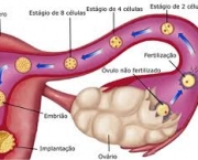 a-reproducao-humana-detalhes-1