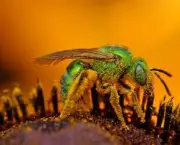 abelhas-mortuarias-carregadores-de-agua-1
