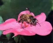 abelhas-mortuarias-carregadores-de-agua-2