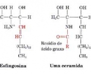 acidos-graxos-insaturados-5