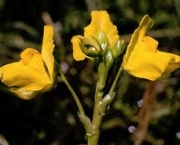 aconitum-napellus-e-asfixia-1