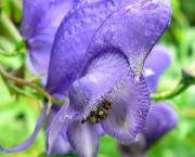 aconitum-napellus-e-asfixia-2