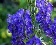 aconitum-napellus-e-asfixia-3