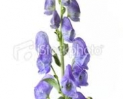 aconitum-napellus-ou-monkshood-1