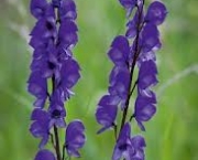 aconitum-napellus-ou-monkshood-2