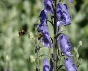 aconitum-napellus-ou-monkshood-3