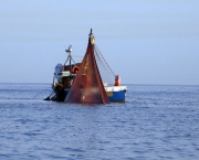 Administracao Nacional de Pesca de Mocambique ADNAP (15).jpg