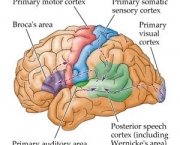 afasia-progressiva-primaria-3