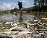 GREECE POLLUTION DEAD FISH