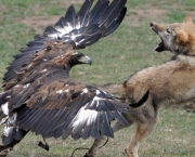 Águia Atacando Animais Maiores (1)