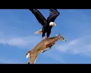 Águia Atacando Animais Maiores (2)