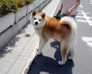 Akita Inu (1)